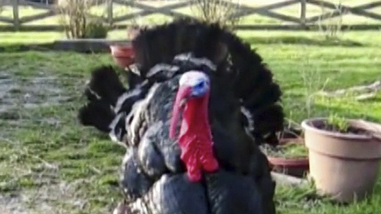 Worst Thanksgiving Ever