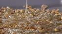 Giada's Hazelnut Brittle