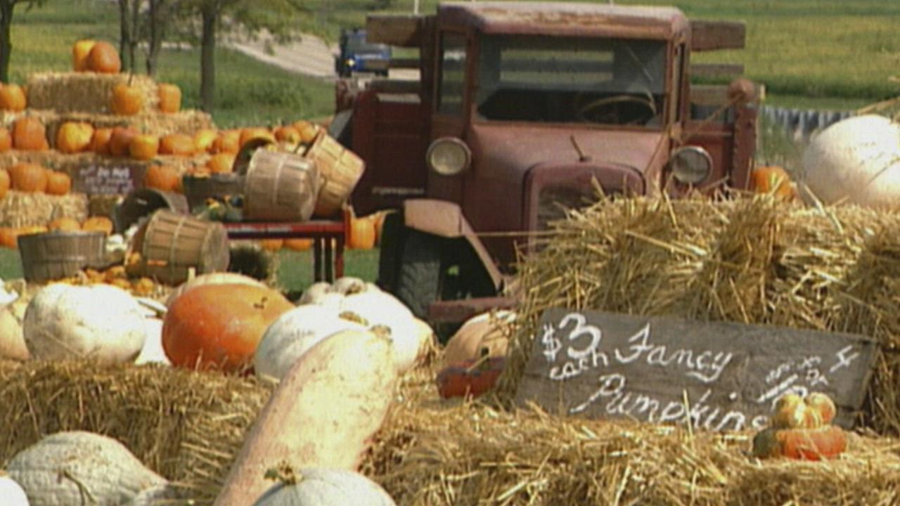 Pumpkin Festival