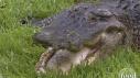 Everglades Gatorama