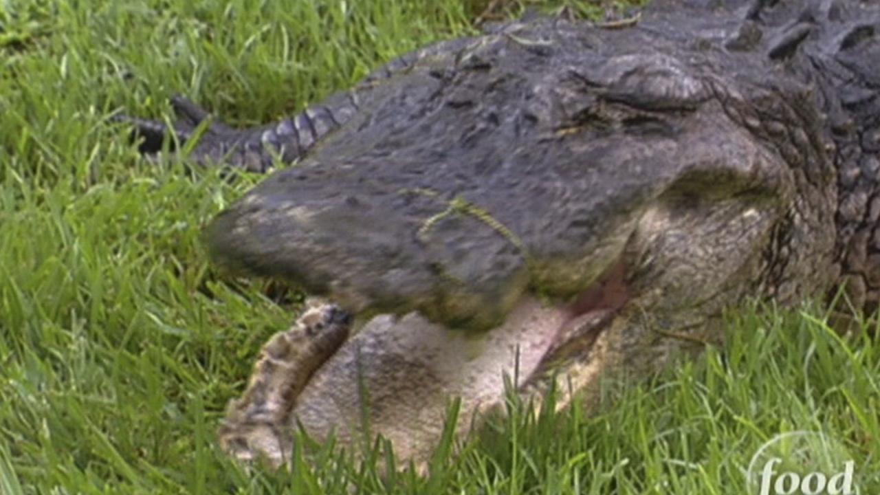 Everglades Gatorama