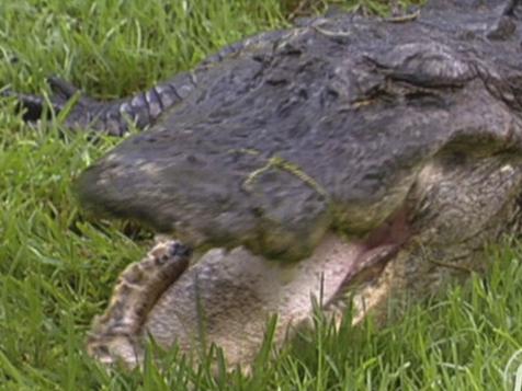 Everglades Gatorama