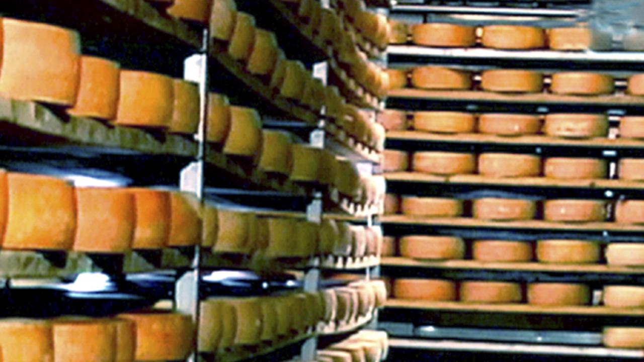Cheesemaking 101
