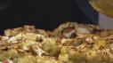 Alex's Cauliflower Steaks