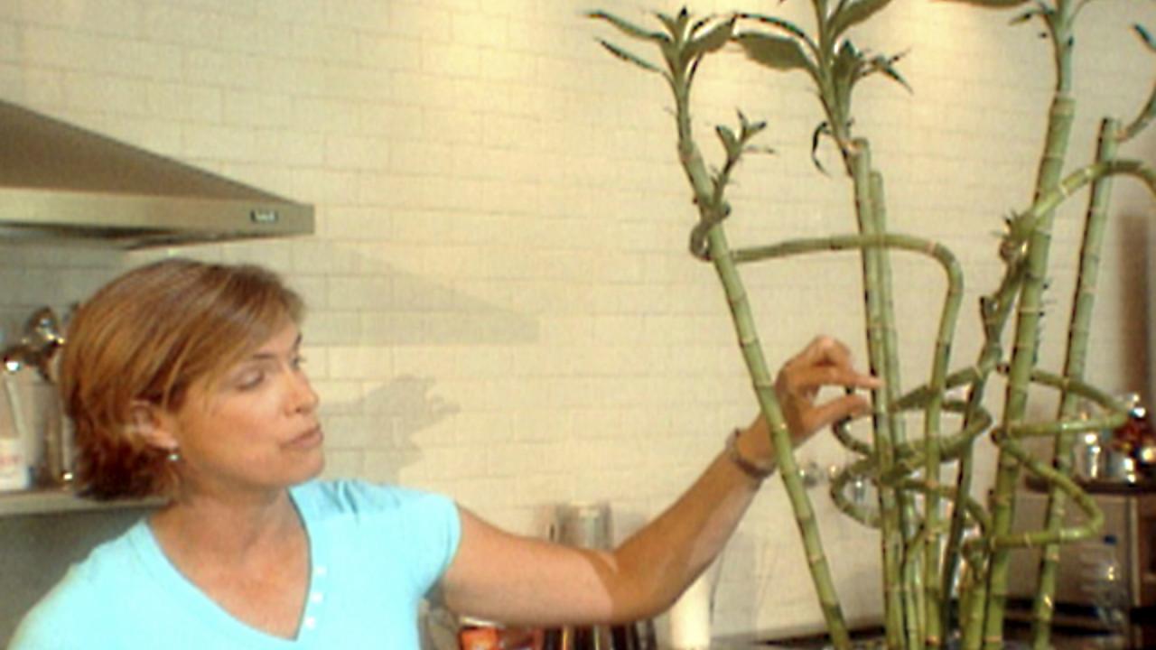 Lucky Bamboo