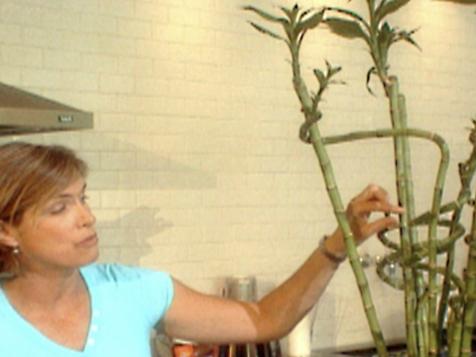 Lucky Bamboo