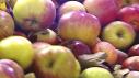Celebrating Applesauce