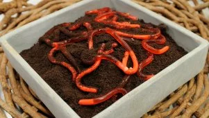 Jelly Worms in Dirt