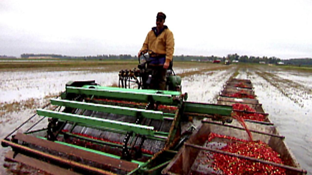 Wisconsin Cranberries