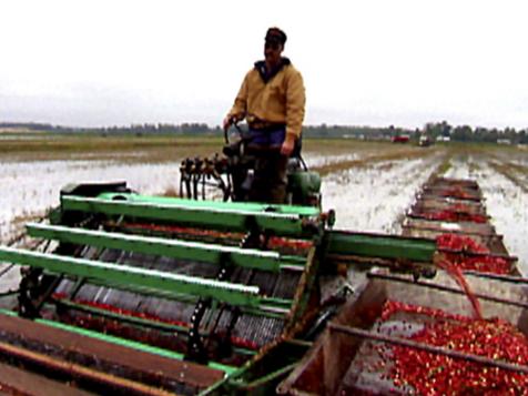Wisconsin Cranberries