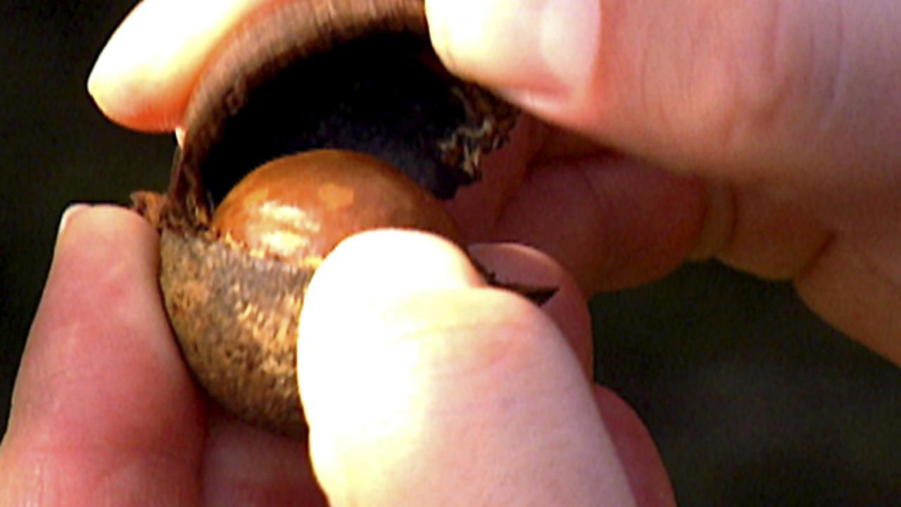 Macadamia Nut Trivia