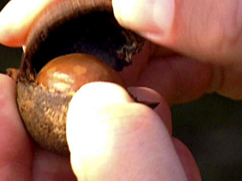 Macadamia Nut Trivia
