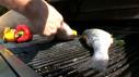 Grilled Mediterranean Sea Bass