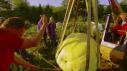 Long Game for Long Gourds