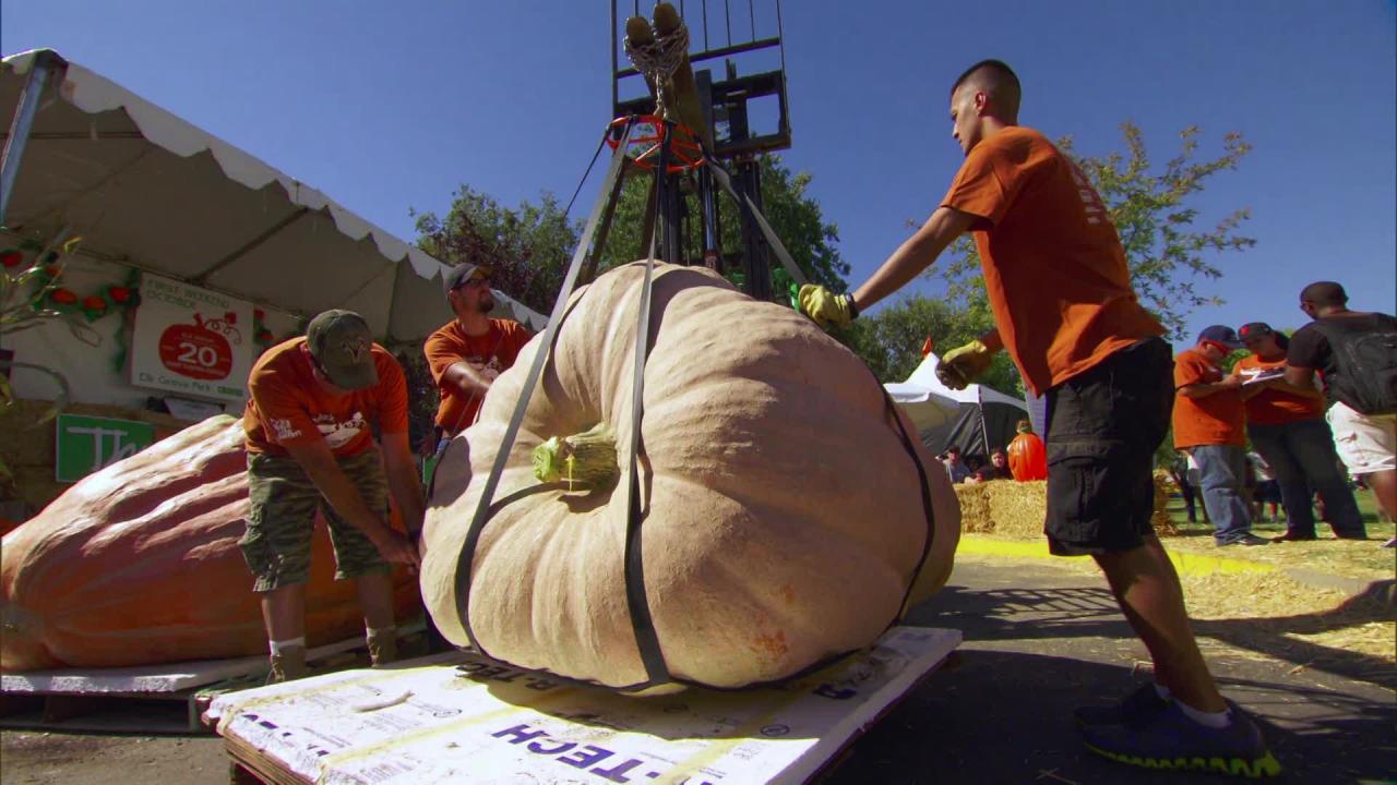 Pumpkins Are King of the Patch
