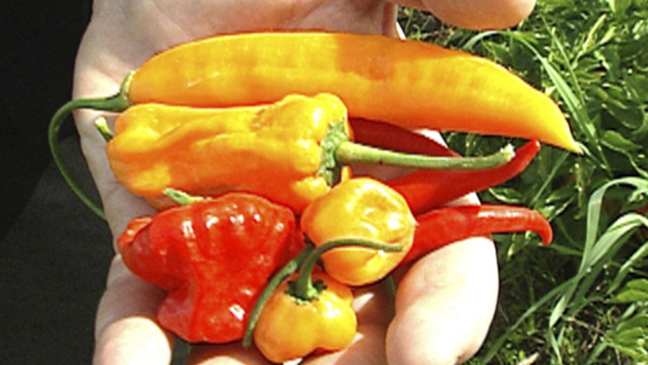 Powerful Peppers in Sonoma