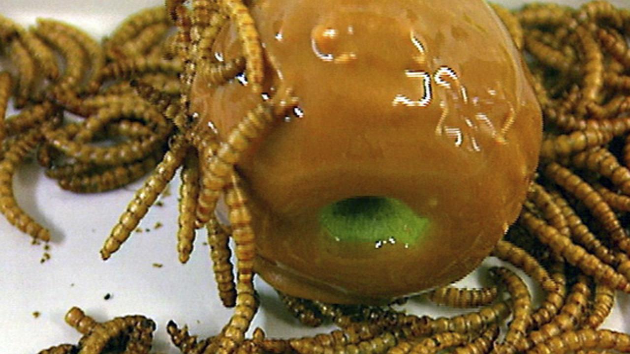 Creepy Crawly Candies