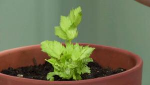 Grow Veggies with Leftovers