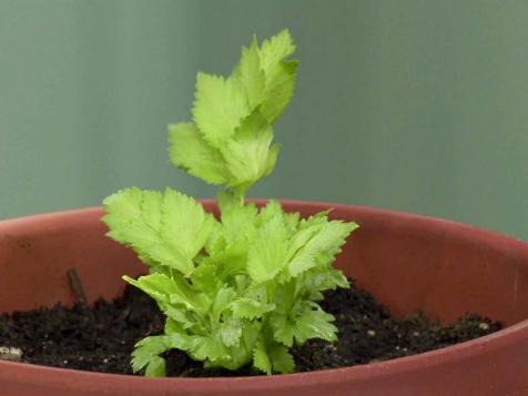 Grow Veggies with Leftovers