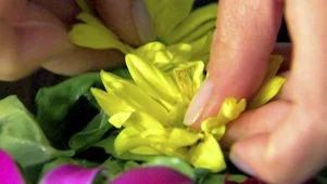 Herb Salad with Edible Flowers
