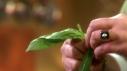 Basil Oil