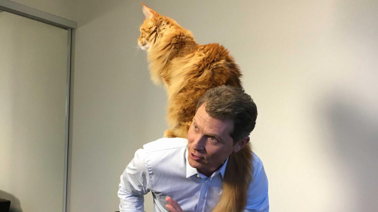 Meet Bobby's and Giada's Cats