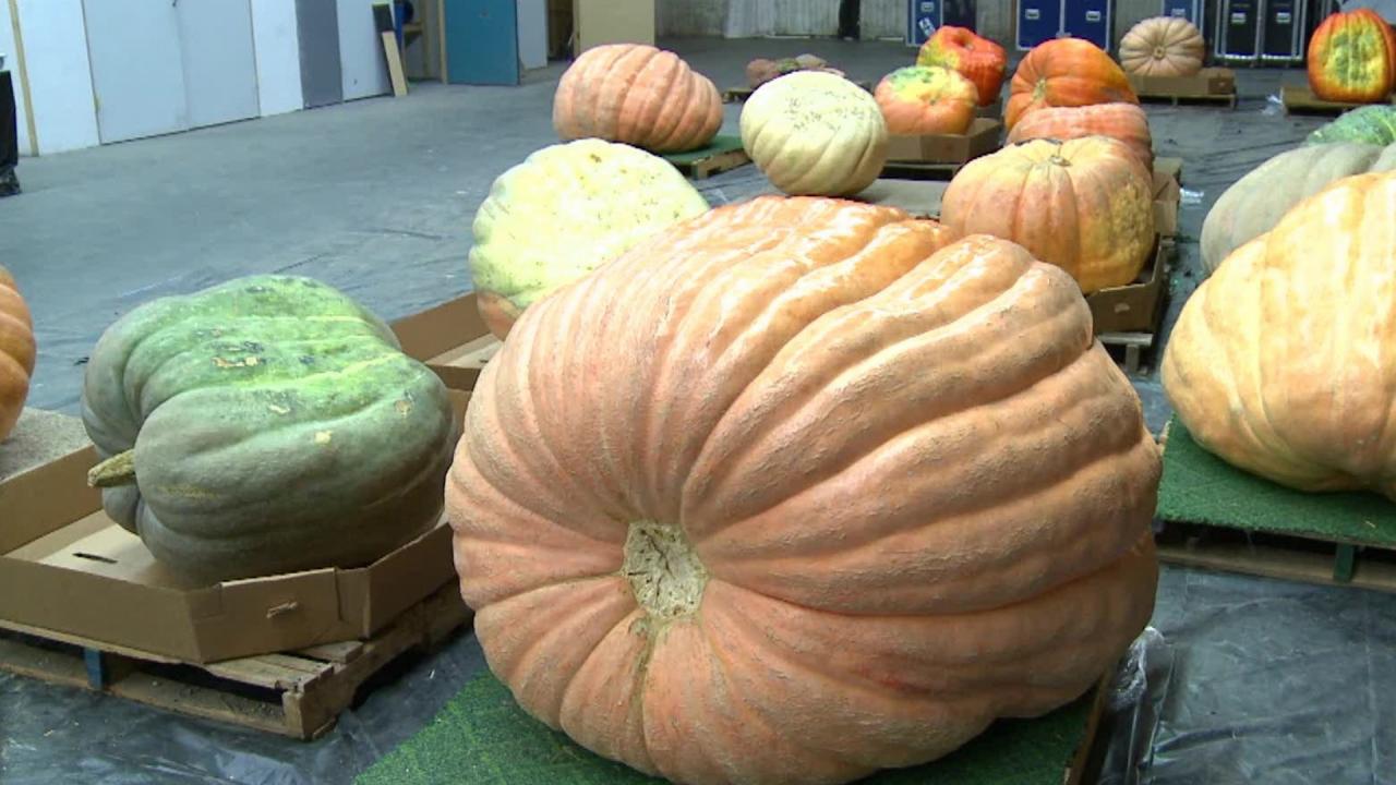 On-Set Pumpkin Patch