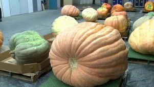 On-Set Pumpkin Patch