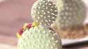 Cactus Macarons