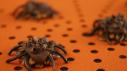 Pecan-Caramel Spiders