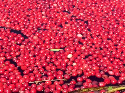 Cranberry Bog