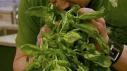 Storing Fresh Herbs