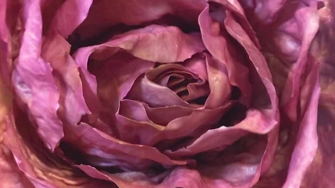 Millennial Pink Lettuce