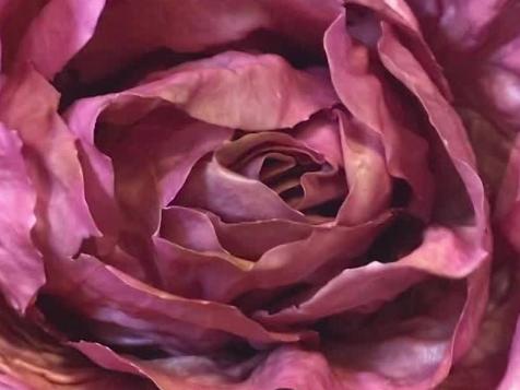 Millennial Pink Lettuce