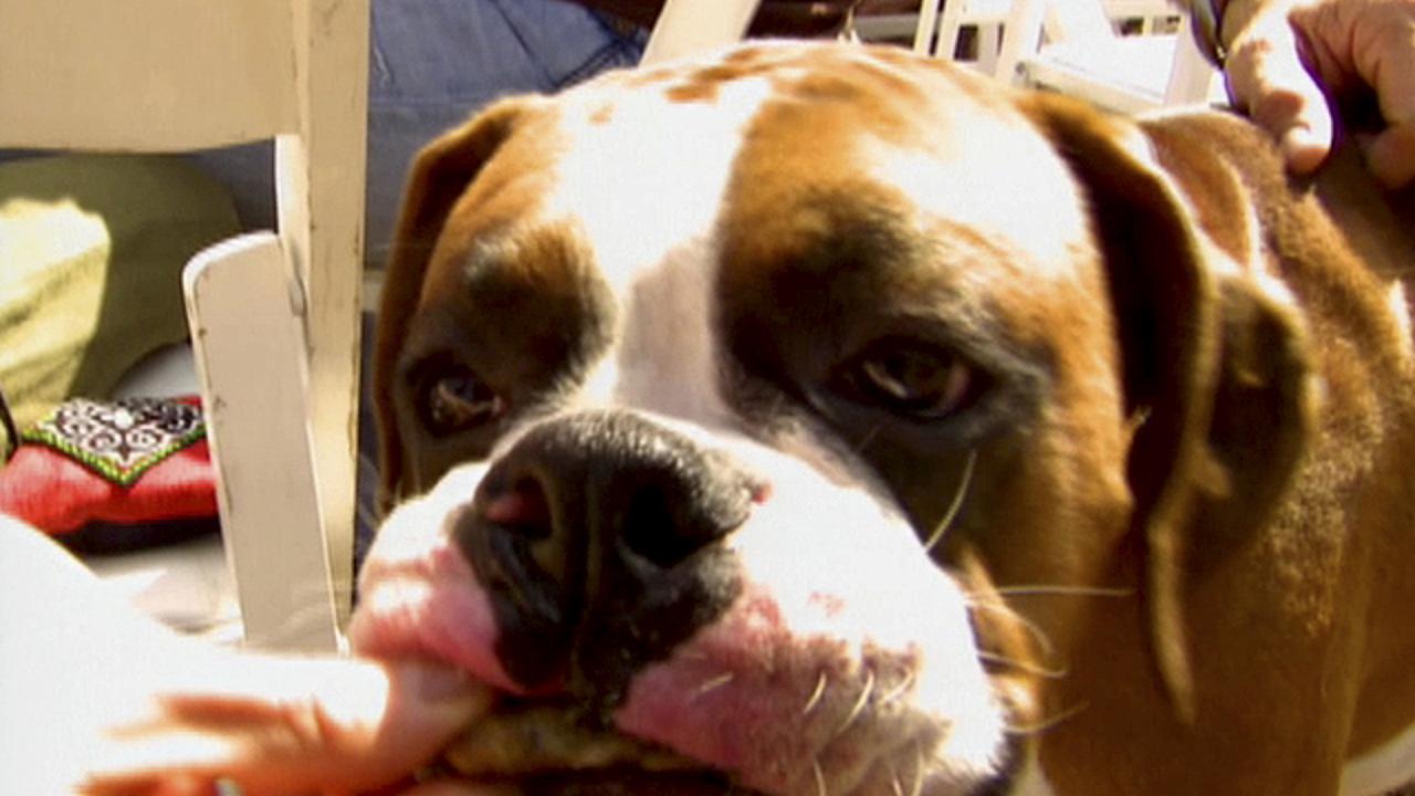 Bark-B-Q