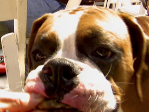 Bark-B-Q