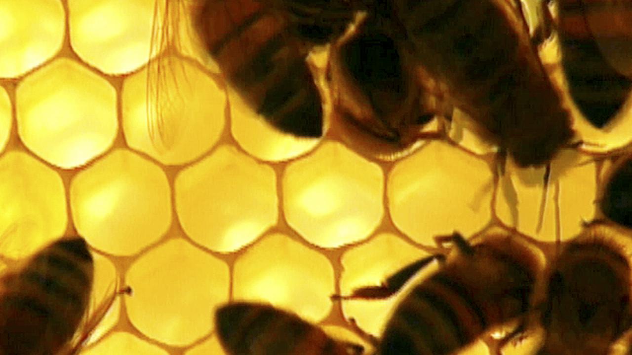 Honey Production Process