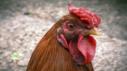 Poultry Quandary