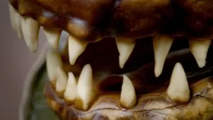 Gator Cake