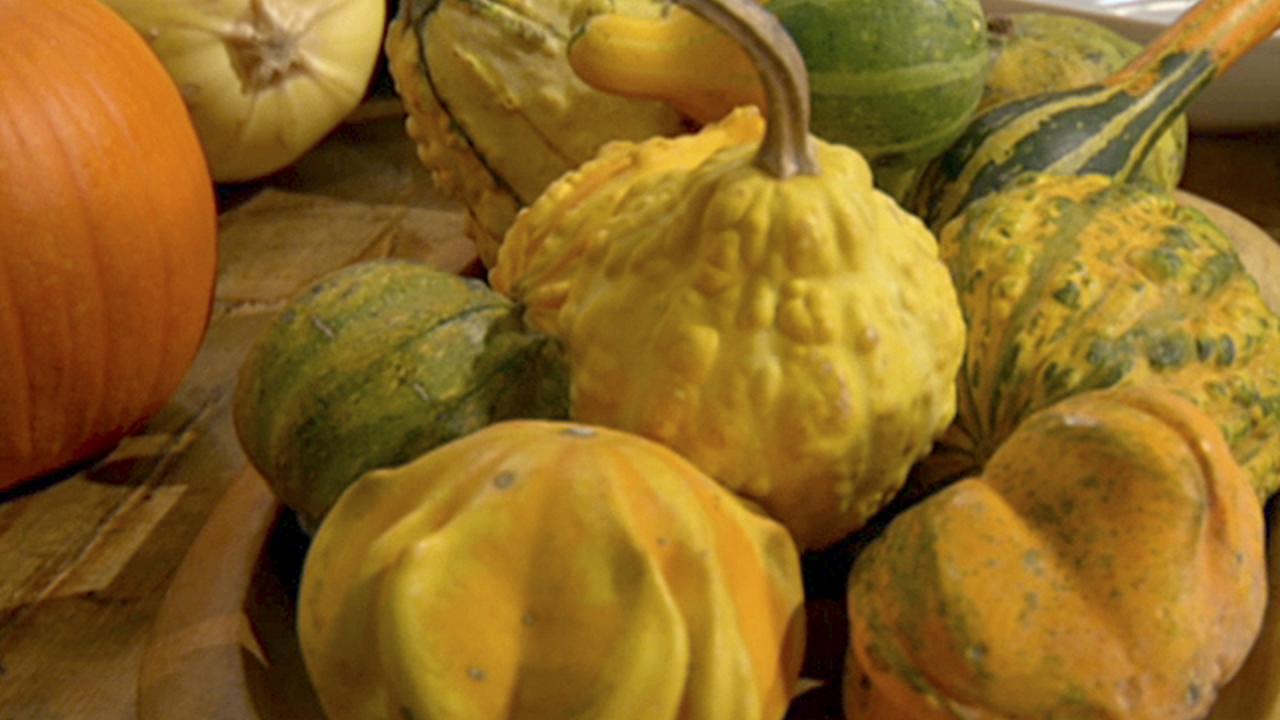 Why We Love Pumpkins & Squash