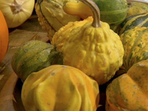 Why We Love Pumpkins & Squash