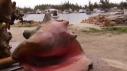 Big Dog's Conch Salad