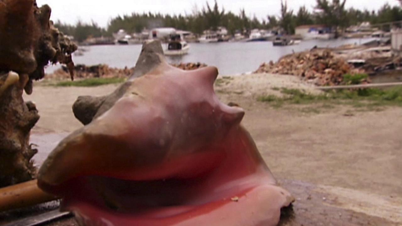 Big Dog's Conch Salad