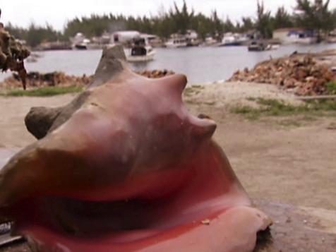 Big Dog's Conch Salad
