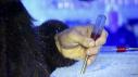 Making Ice Luges in Las Vegas