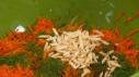 Neelys Carrot Slaw