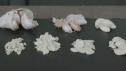 Garlic How-To