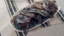 Oven Beef Jerky