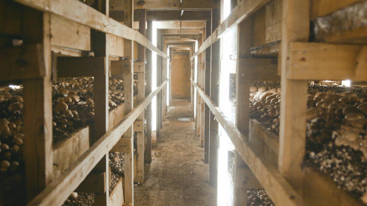The Mysterious World of Mushrooms