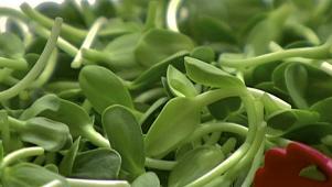 Using Spring Greens